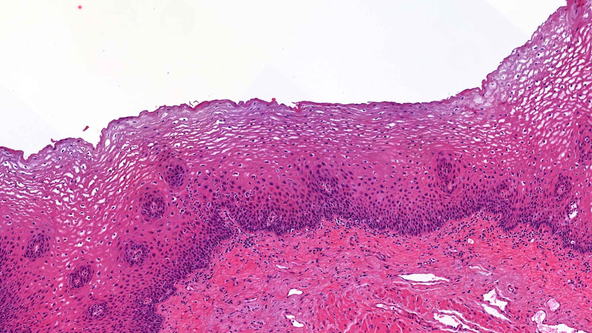 2610 Rhein Sieg Histologie 1920X1080